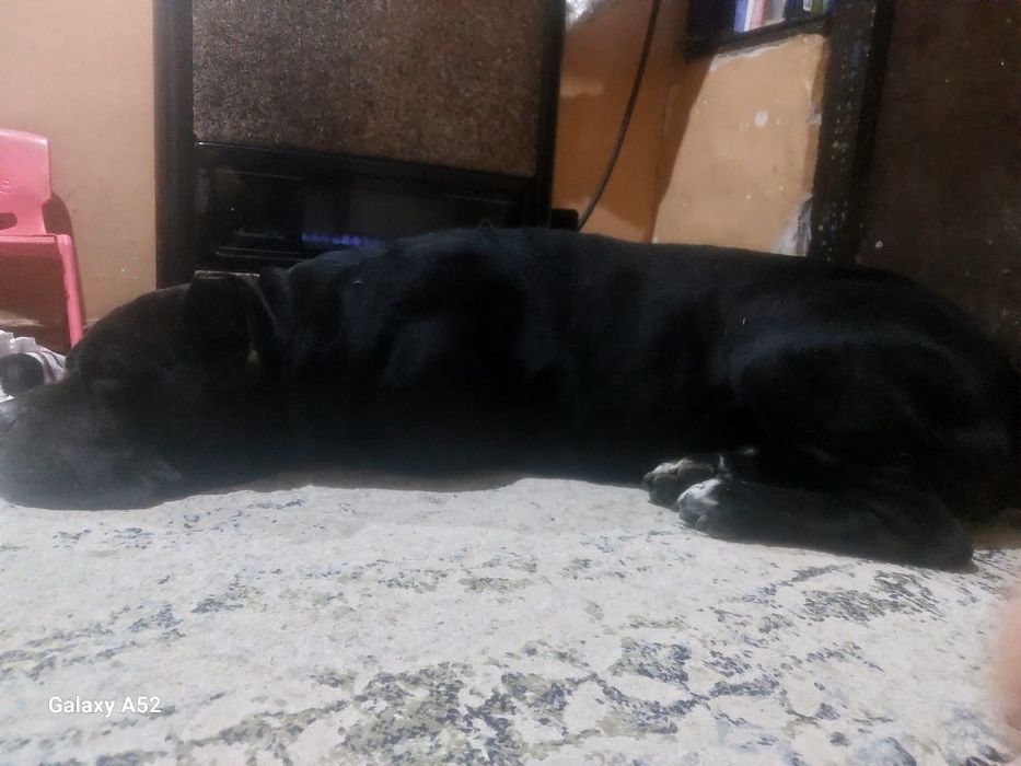 Кане-корсо срочно!