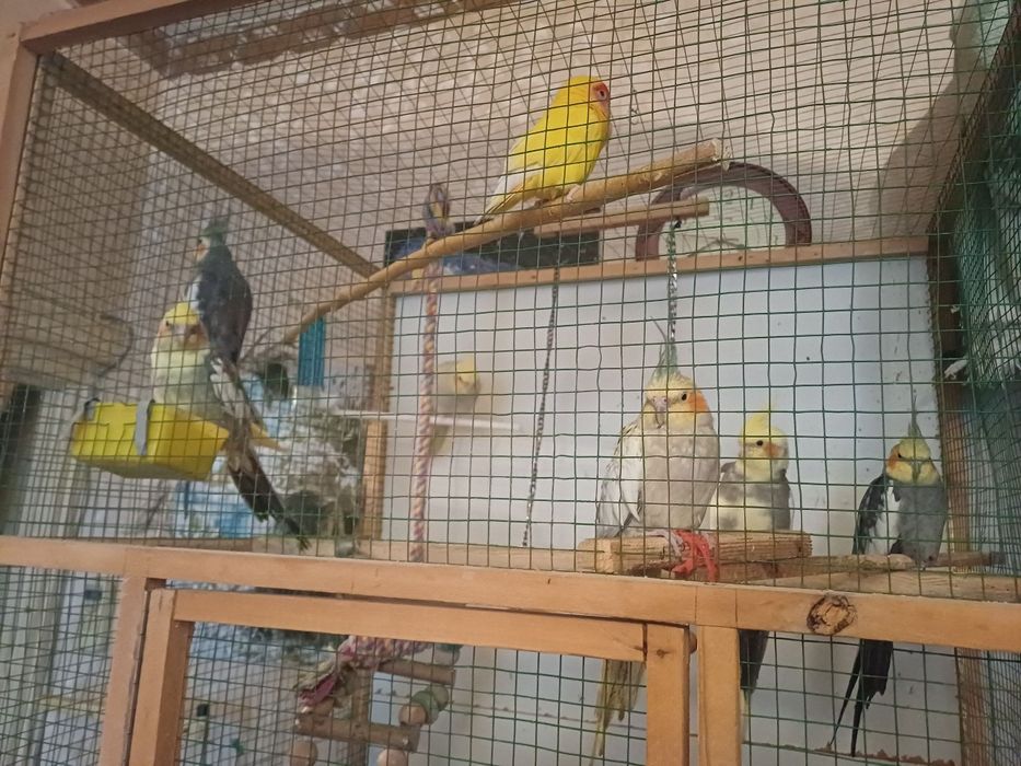 Продам взрослые пары карелл