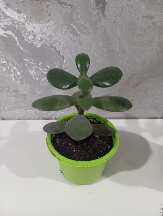 Цветы толстянка, денежное дерево