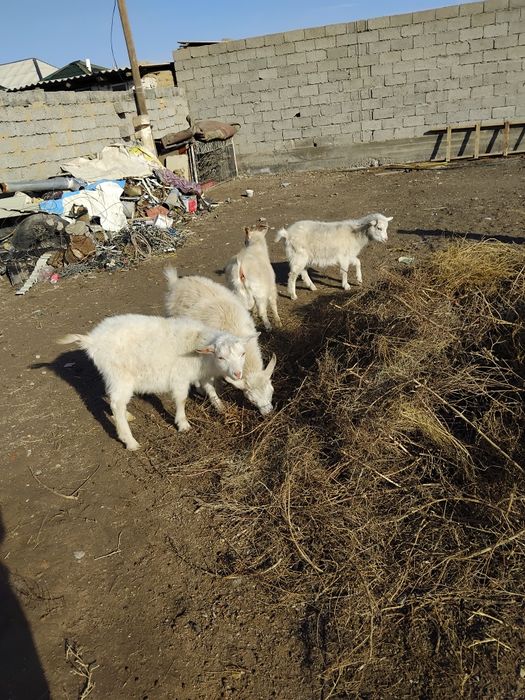 Ешкі сатылады туркестан