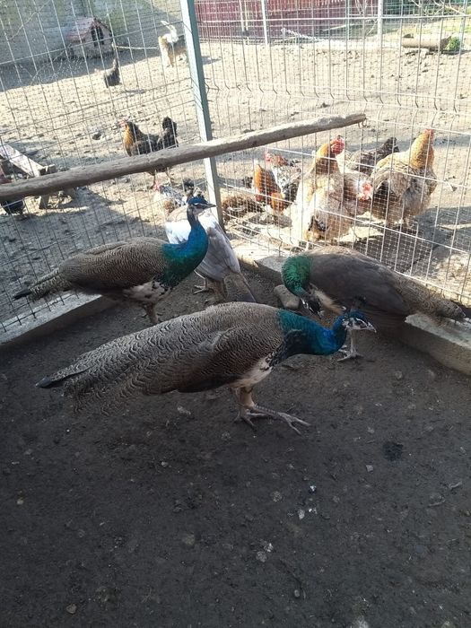 Vand pereche pauni purtători de alb