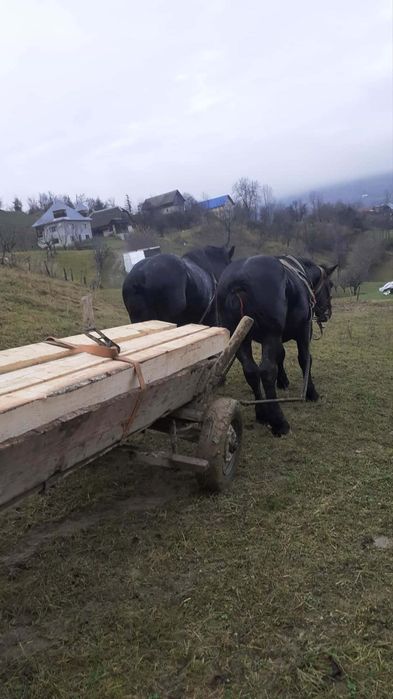 Doi armăsari de vânzare   3 și 6 ani