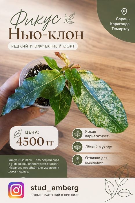 Фикус разный 3...