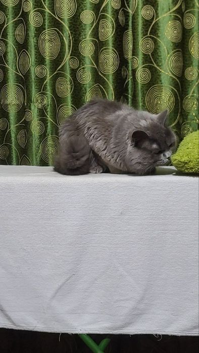 SScottish straight Vyazka(Qo'shishga)