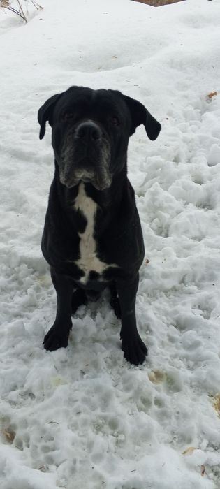 Ищем подружку для корсо