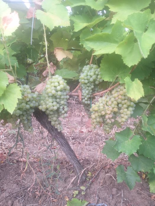 Stuguri de vin de vinzare