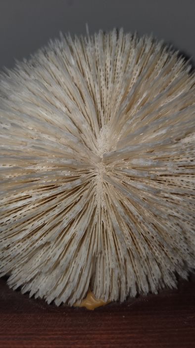 Coral ciuperca alb si steluta