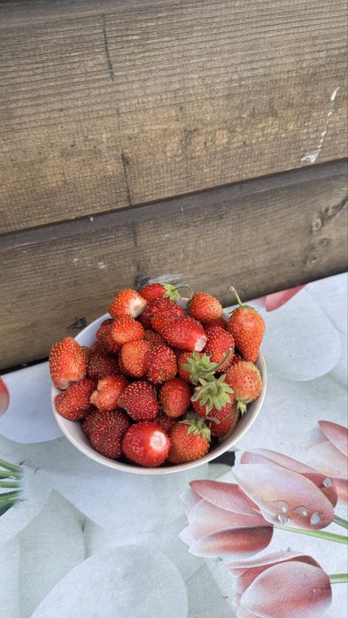 Дача СО Краснопартизанское