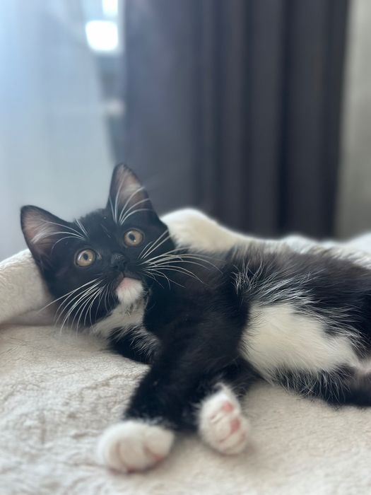 Котенок ищет дом (девочка)