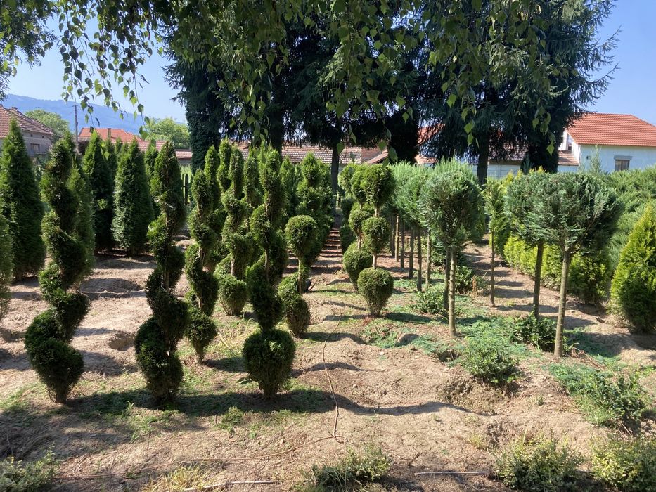 Tuia de vanzare Hunedoara