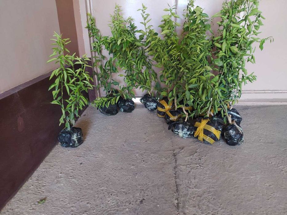 Лимон(мэйер)/киви/японский урюк. Limon/kivi/greyfrut/yapon u