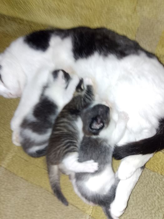 Отдам котят в добрые руки