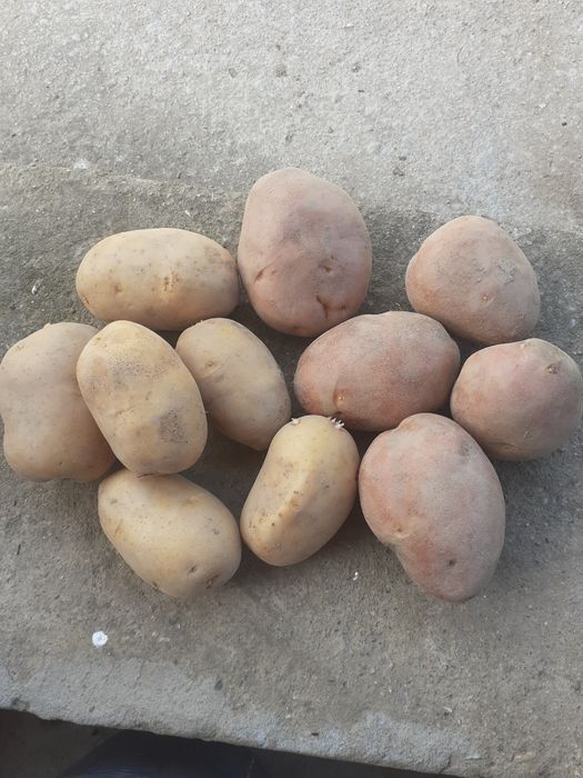 Cartofi pentru consum