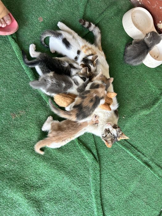 Подарявам котки
