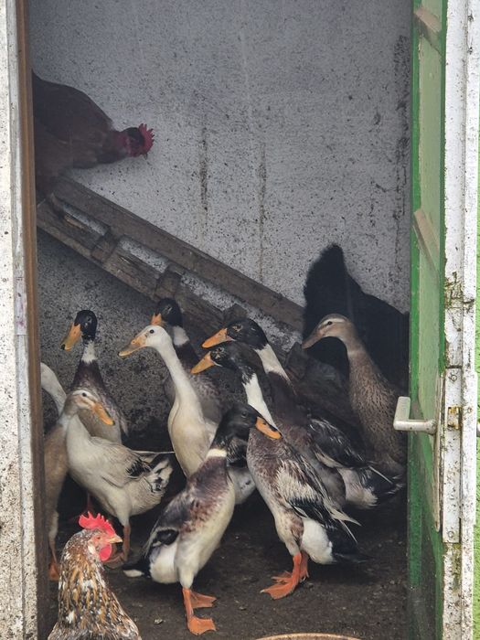 Vând rațe alergătoare indiene