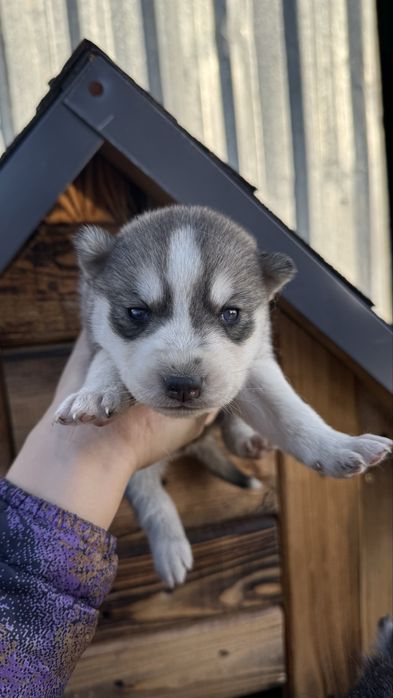продам щенят Сибирской Хаски