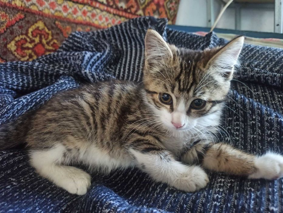 Ласковый домашние котята