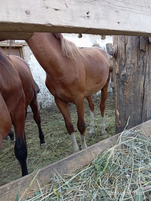 Продам жеребчика 2.5х летка