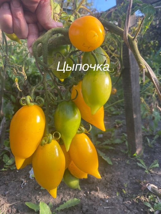 Продам Семена  крупноплодных помидор