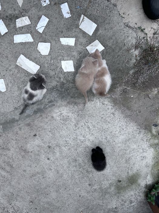 Отдам котят в добрые руки