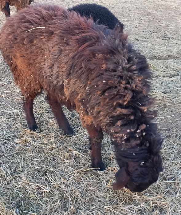 Кошкар   сатамын