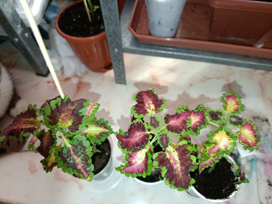 Комнатное растение. Колеус