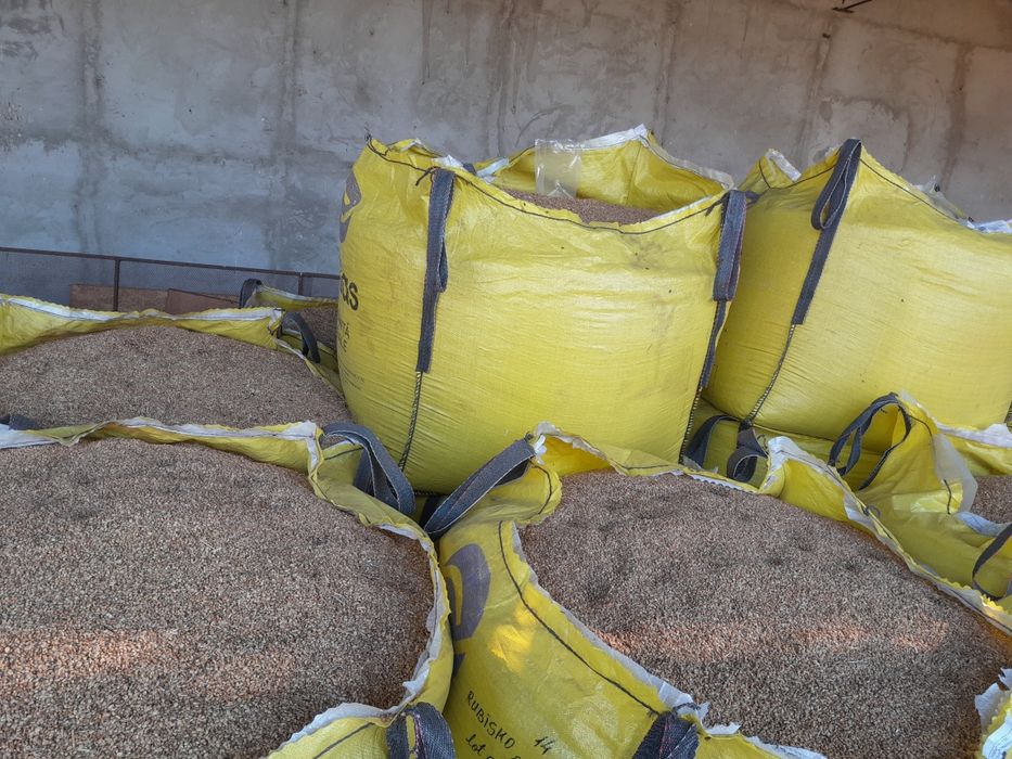 Sămânță de sparceta de vânzare