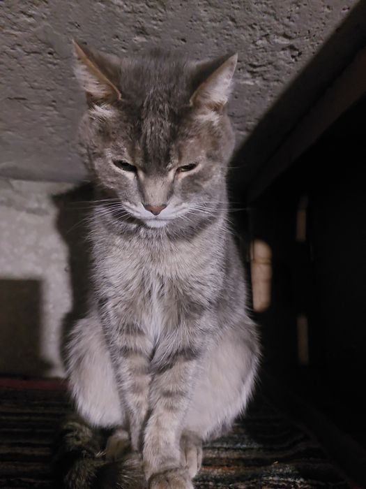 Котик ищет хозяев