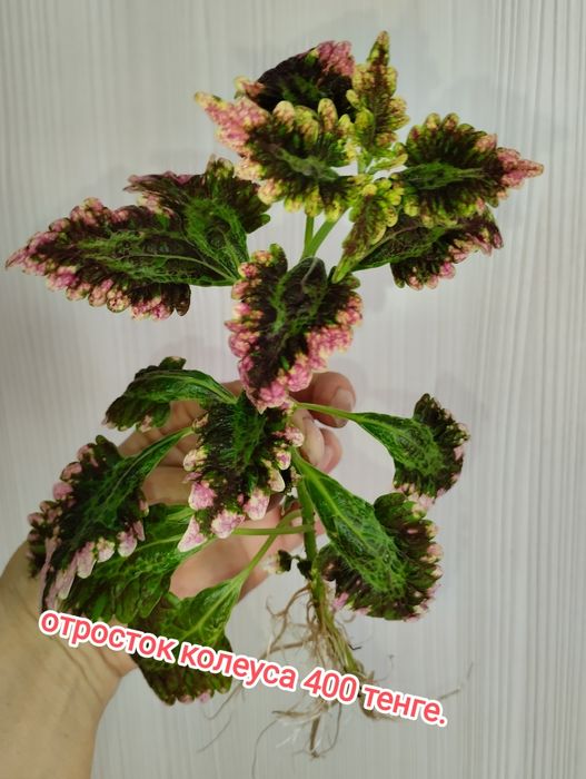 Продам комнатные цветы