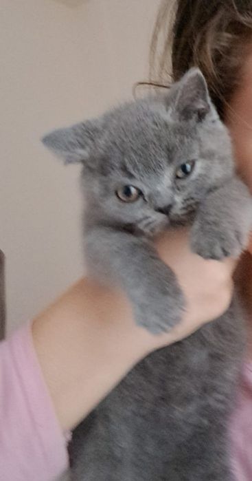 British Shorthair rasa pura