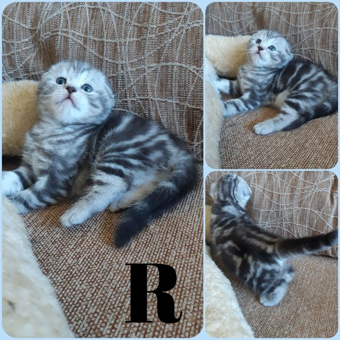 Шотландские котята шоу класса