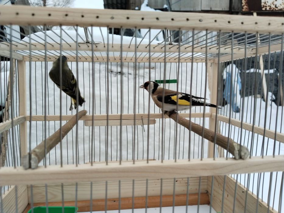 Продам щегла чижа с клеткой