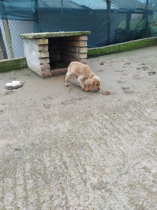 Продавам Кокер Шпаньол