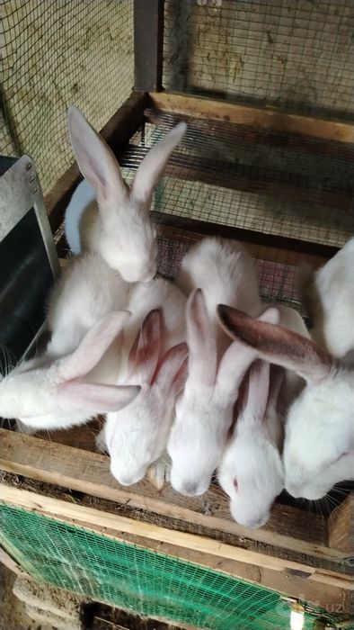 5 ta Quyon bolalari va 1 ta kotta quyon