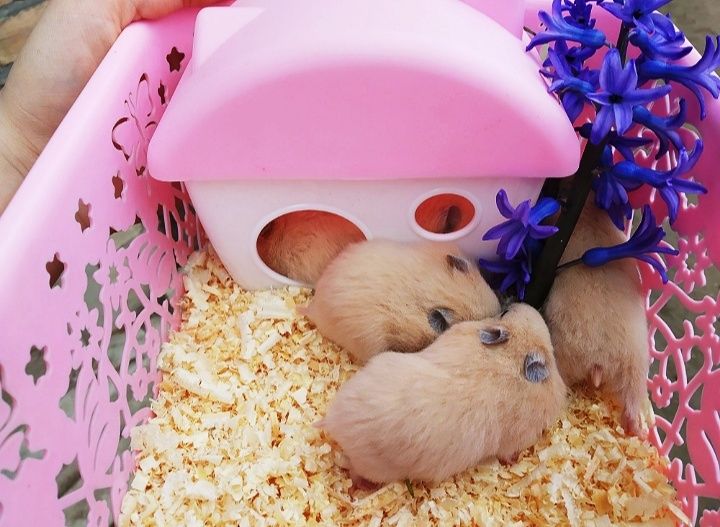 Сирийские хомяки ручные по 35.000