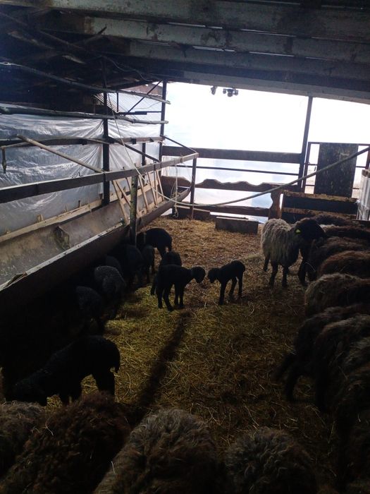 Қозылы қой каракульский