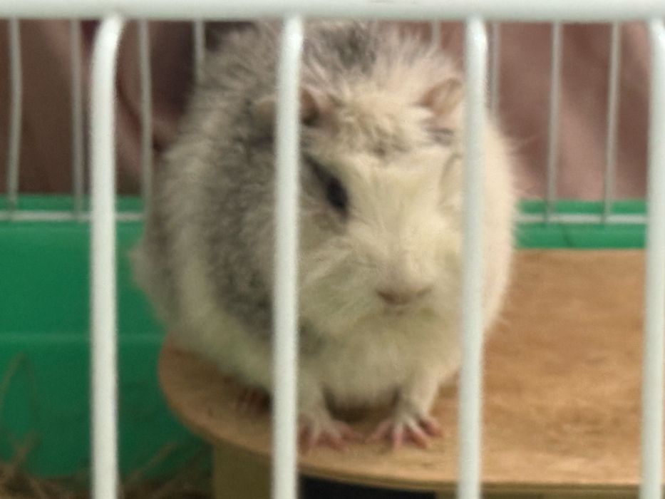 Морская свинка С КЛЕТКОЙ