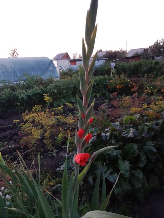 Продам дачу по мамлютской трассе ракета  общество