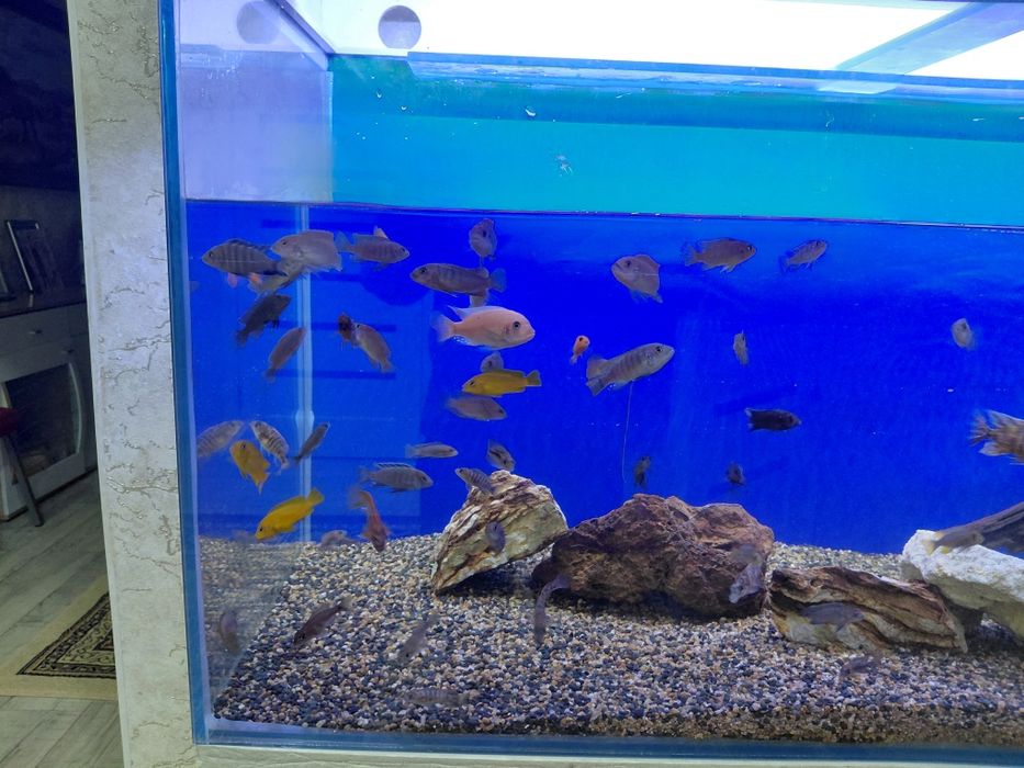 Продам малависких цихлид