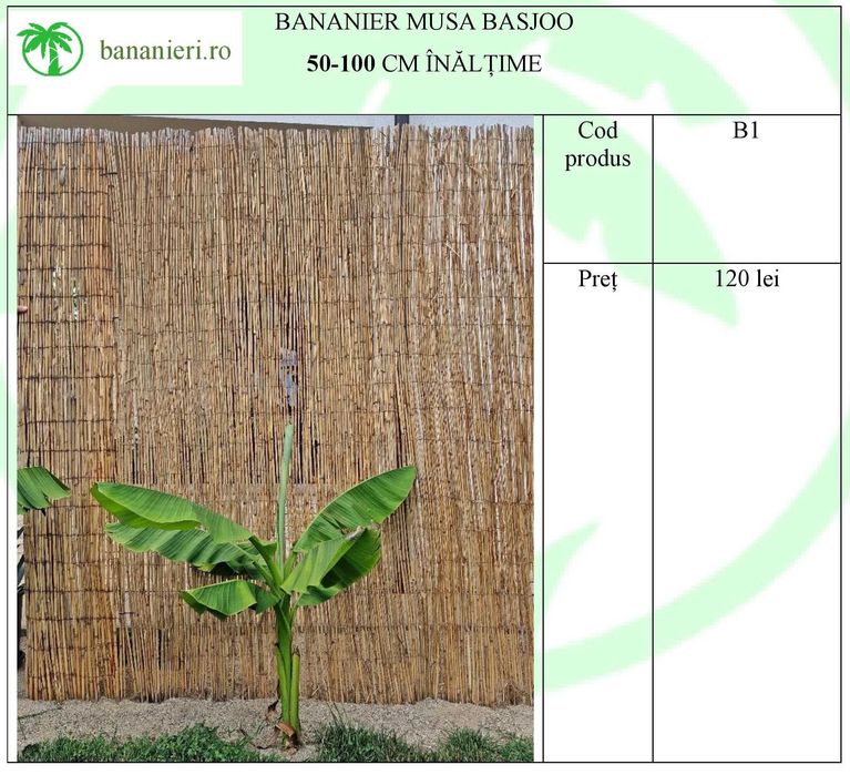 Bananieri Musa Basjoo Livrare Targoviste Ploiesti Bucuresti Pitesti