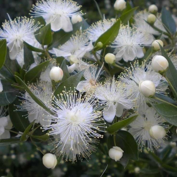 Великолепный Крупнолистный МИРТ - Мир и здоровье в вашем доме!