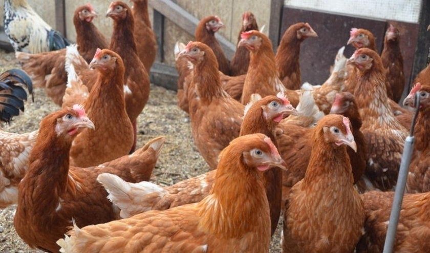 Ломан браун несушки молодые