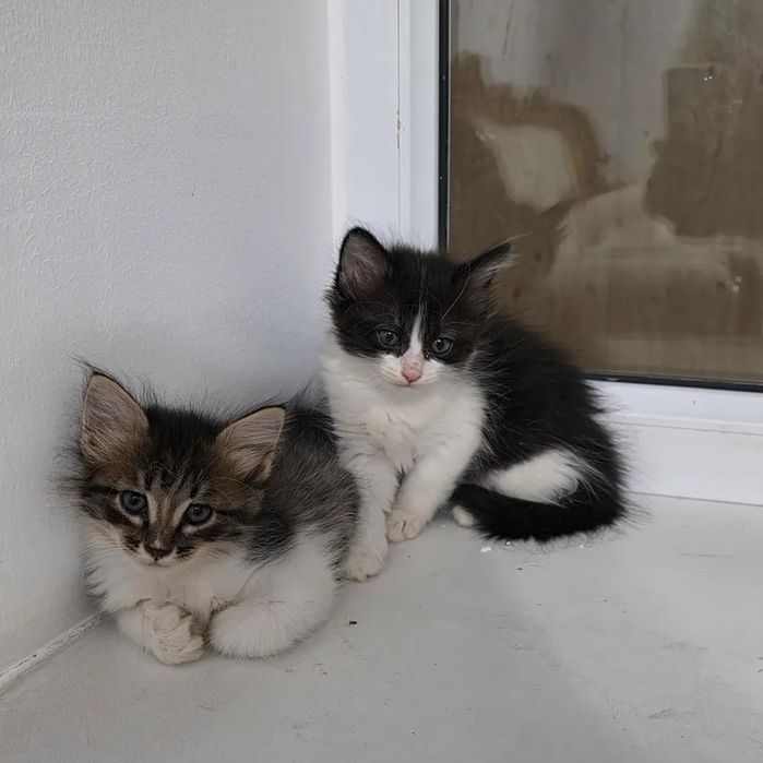 котята в добрые руки!