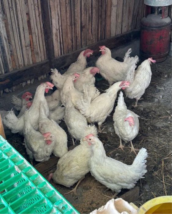 Куры несушки белые , яцо несут хорошо
