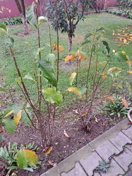 Magnolie / Magnolii  de vanzare plante de gradina