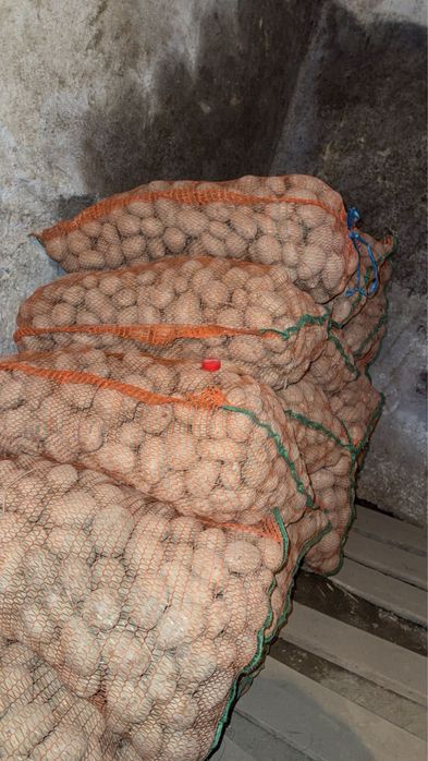 Vand cartofi de samanata