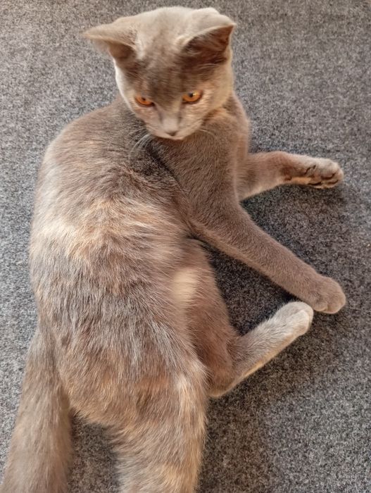 Mushuklar olish va sotish