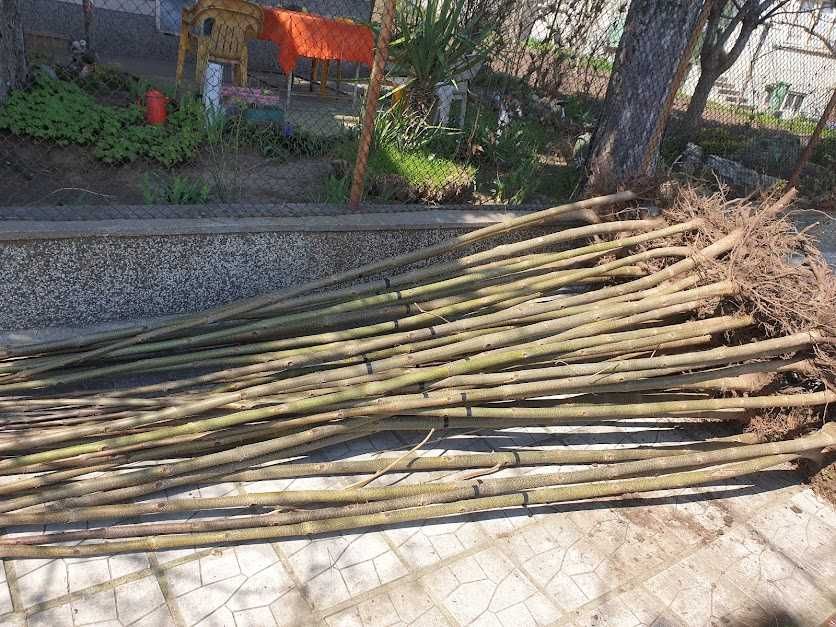 Пауловния Тементоса