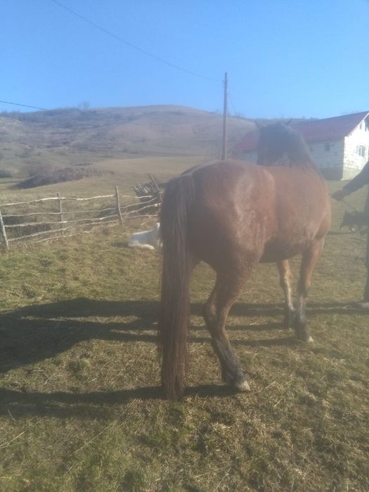 Vand iapa de 5  ani gestanta