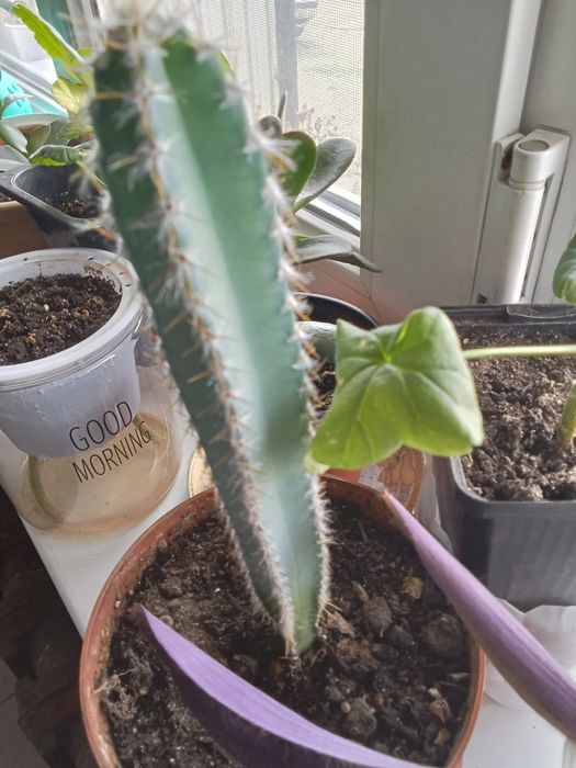 Продам цветы комнатные